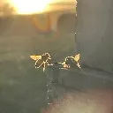 Logo Save the Bees