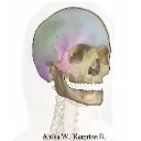 Logo Osteomyotropics Community