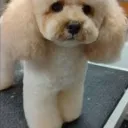 Logo Excel Pet <mark>Grooming</mark> Society