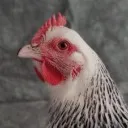 Logo Hens gone wild