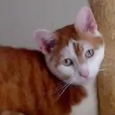Logo Meine Katze & Ich
