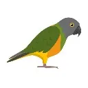 Logo Parrot Accelerator™