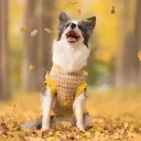 Logo Pet Photo Enthusiasts