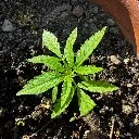 Logo Planta Sagrada 🌱💚